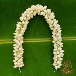 JASMINE BIG BOX — 6 ft