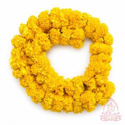 YELLOW MARIGOLD STRINGS
